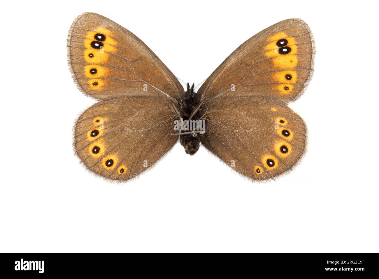 Woodland Ringlet, Voorjaarserebia, Erebia medusa Foto Stock