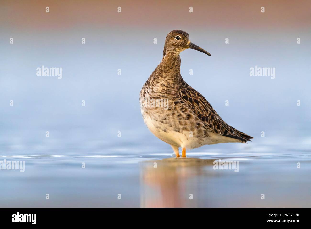 Ruff (Philomachus pugnax) migrante primaverile in Italia. Collocazione in una piscina di acqua dolce poco profonda. Foto Stock