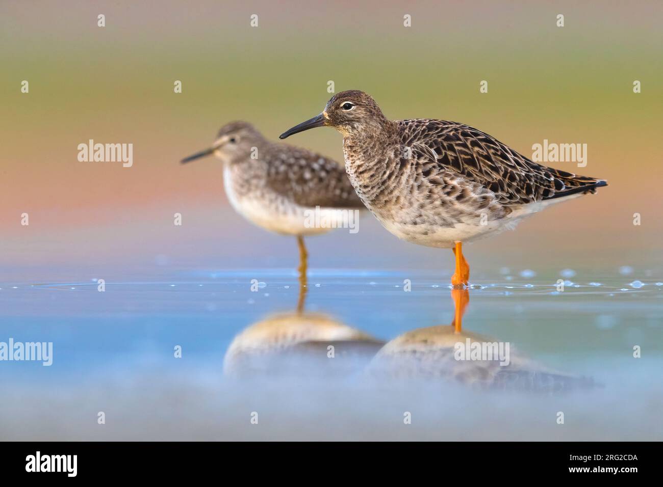 Ruff (Philomachus pugnax) migrante primaverile in Italia. Collocazione in una piscina di acqua dolce poco profonda. Foto Stock