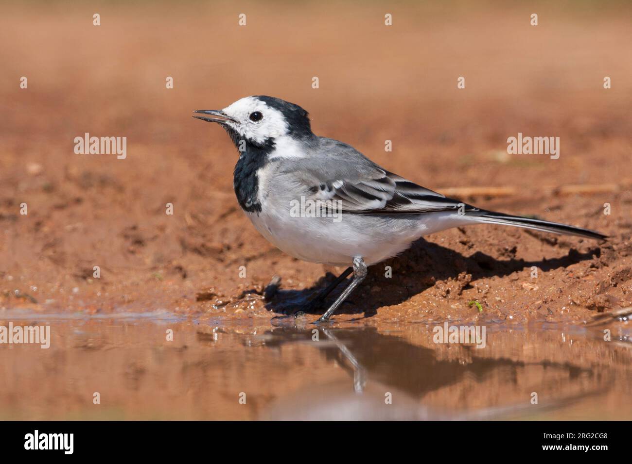 White Wagtail, Witte Kwikstaart, Motacilla alba ssp. alba, Mallorca Foto Stock