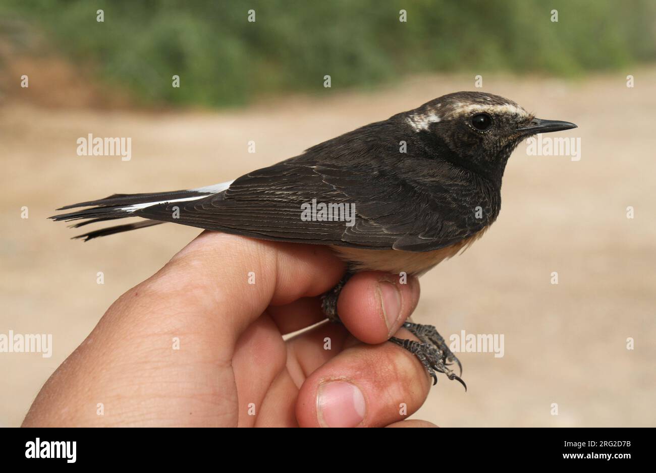 Secondo anno civile Cipro Wheatear (Oenanthe cypriaca) catturato a Eilat, Israele. Foto Stock