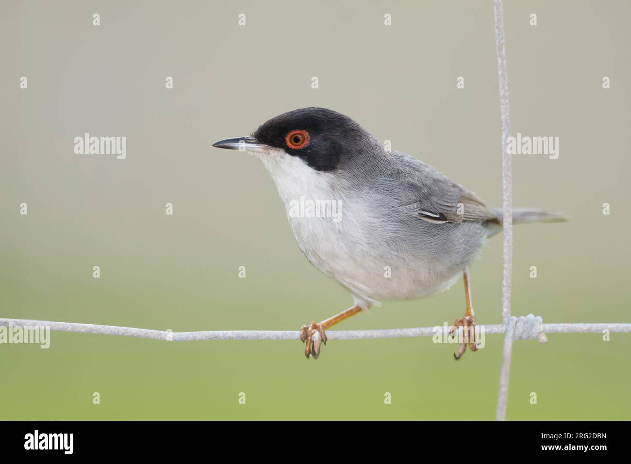 Trillo sardo, Kleine Zwartkop, Sylvia melanocephala ssp. melanocephala, Mallorca Foto Stock