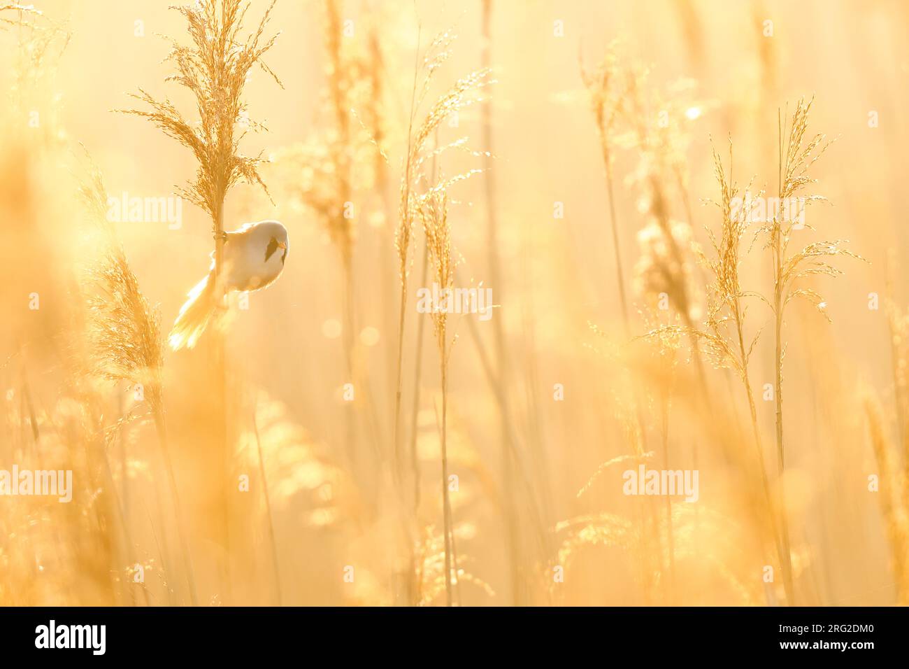 Cantare Bearded Reedling Foto Stock