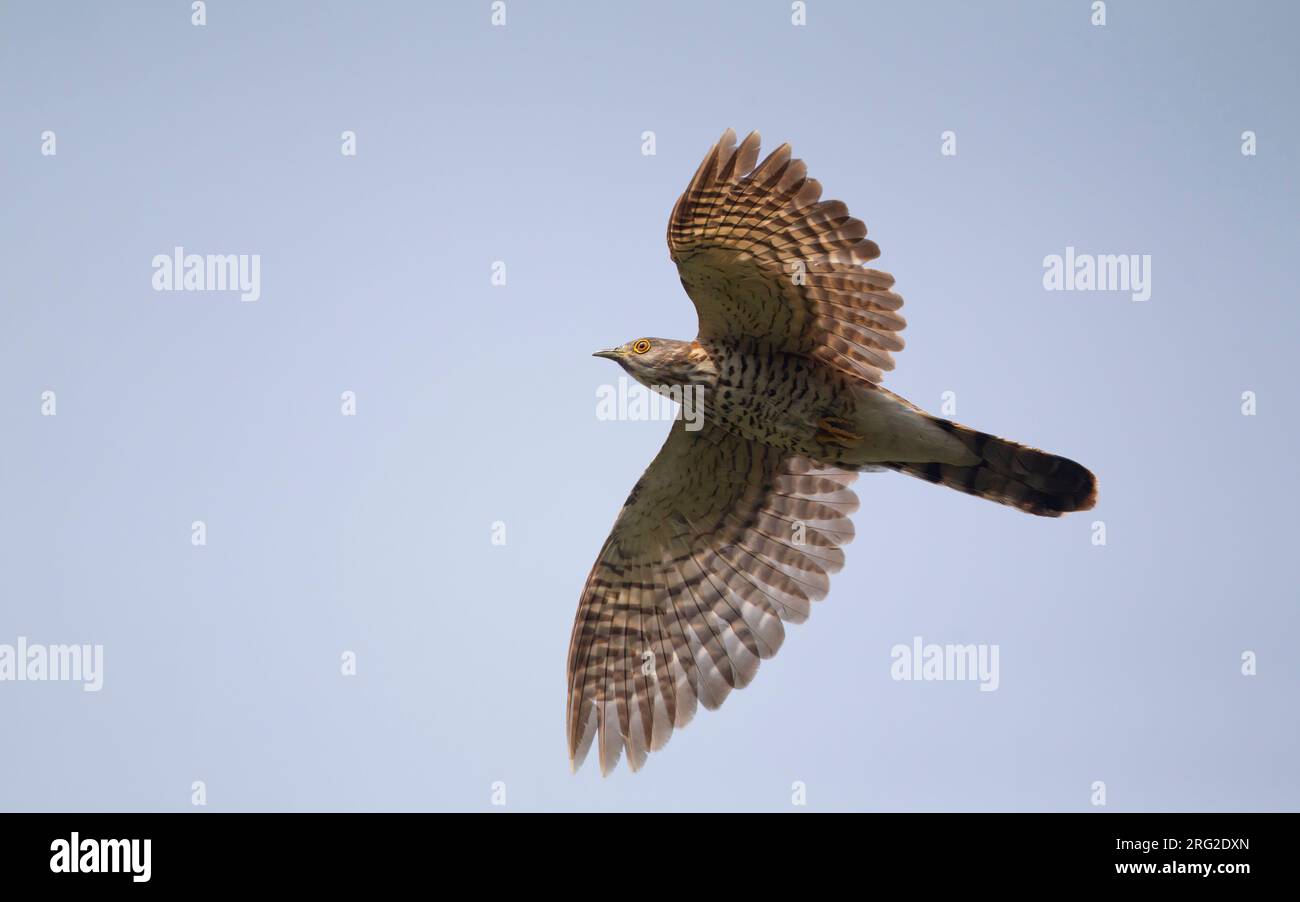 Large Hawk-Cuckoo (Hierococcyx sparverioides) in volo a Doi Inthanon, Thailandia Foto Stock