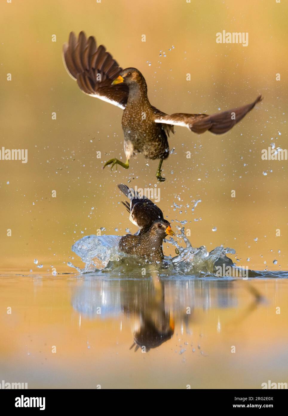 Spotted Crake, Porzana porzana, in Italia. Due Crakes in volo. Foto Stock