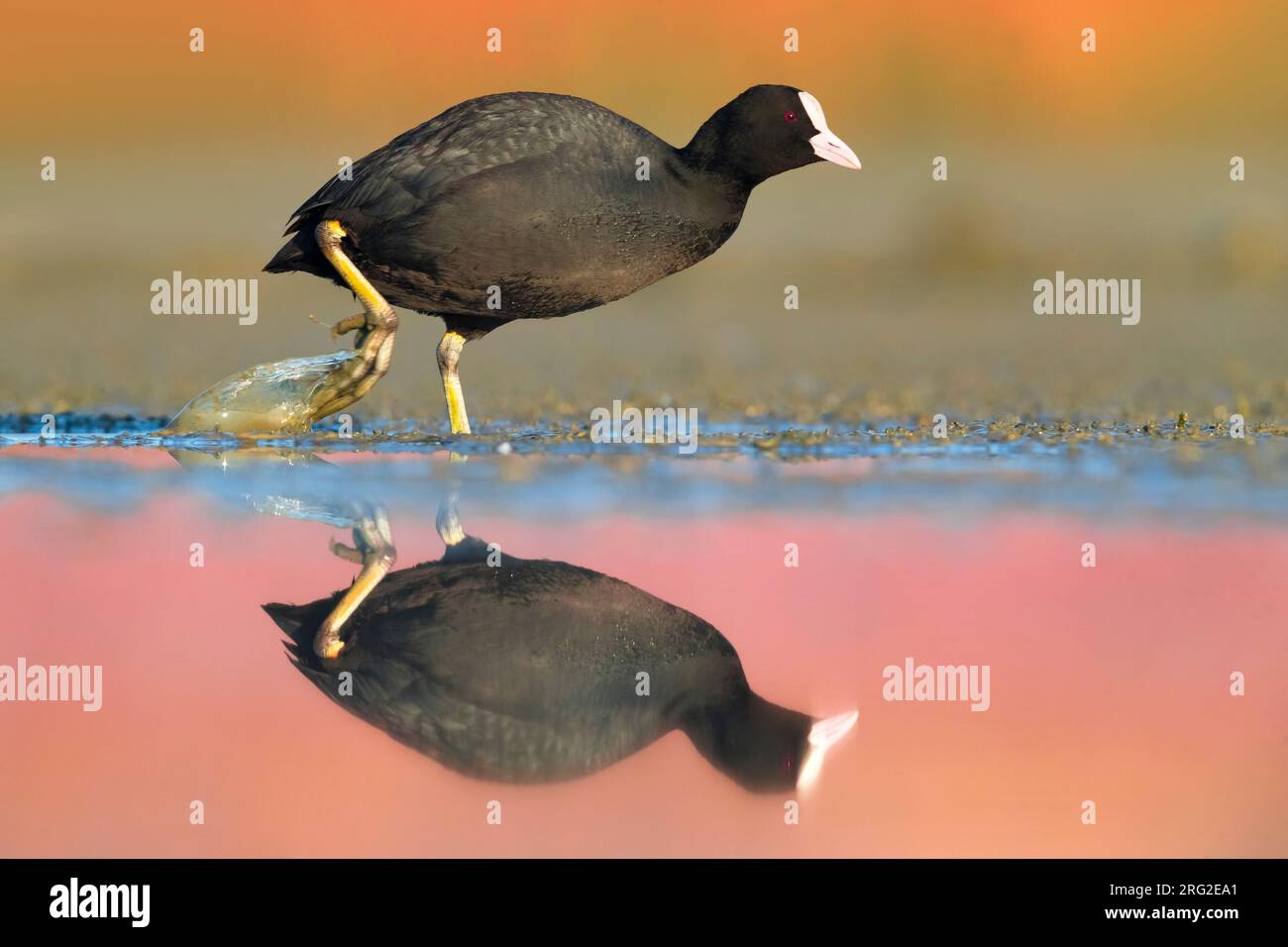 Culla eurasiatica (Fulica atra) in uno stagno poco profondo in Italia. Camminando lungo il bordo dell'acqua. Foto Stock