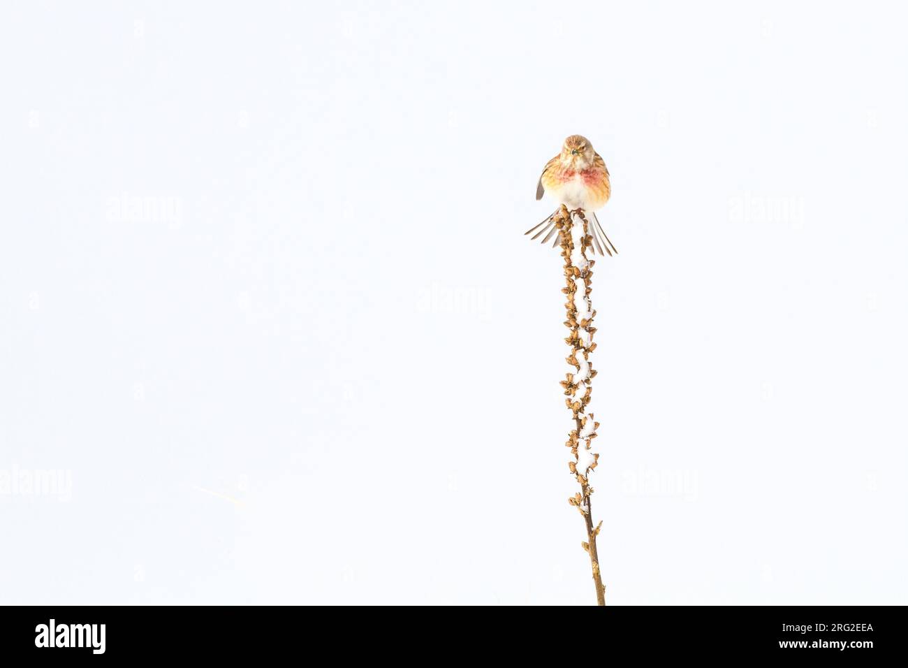 Kneu, Common Linnet, Carduelis cannabina maschio adulto in cespuglio innevato all'inizio della primavera Foto Stock