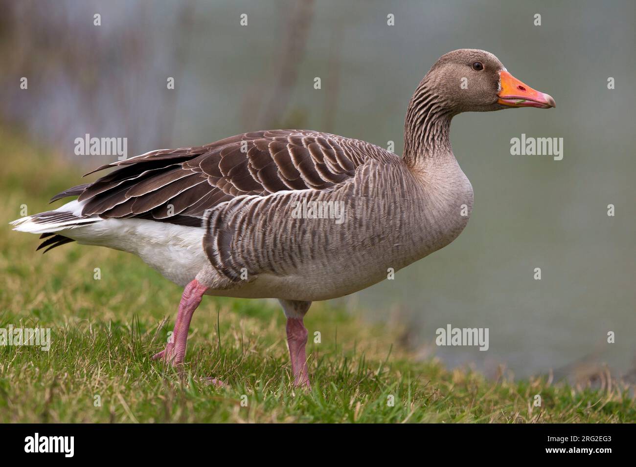 Grauwe Gans; Graylag oca; Anser anser Foto Stock