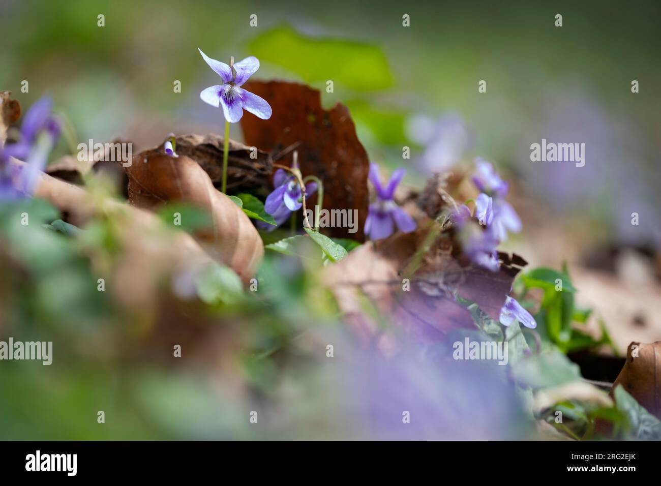 Early Dog-Violet, Viola reichenbachiana Foto Stock