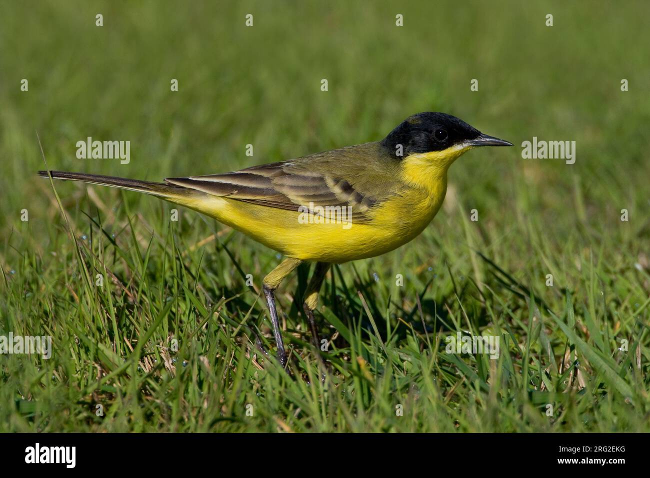 Cutrettola capinera; nero-headed Wagtail; Motacilla flava felde Foto Stock