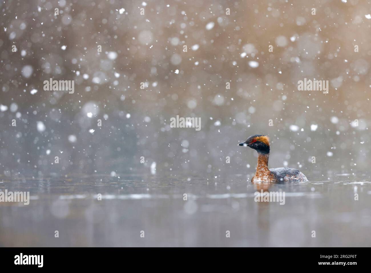Snowing Horned Grebe; Foto Stock