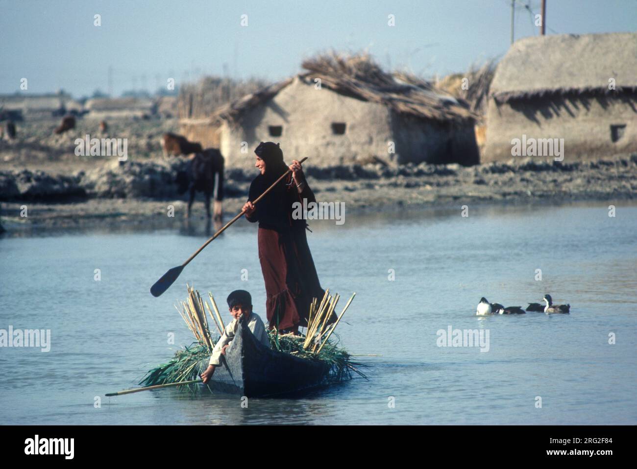 Antiche zone umide della Mesopotamia, del Tigri e dell'Eufrate, paludi di Hammar. Madre e figlio, bambino in canoa arabi palustri che trasportano canne tagliate di recente. Adobe ospita l'agricoltura sulle rive dei fiumi dell'Iraq meridionale, HOMER SYKES degli anni '1980 Foto Stock
