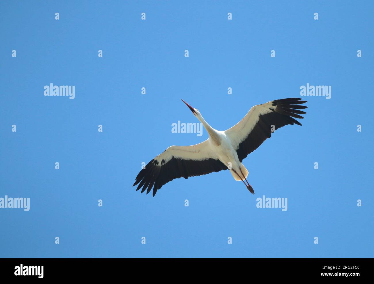 Cicogna bianca (Ciconia ciconia) che migra sopra nei Paesi Bassi. Foto Stock