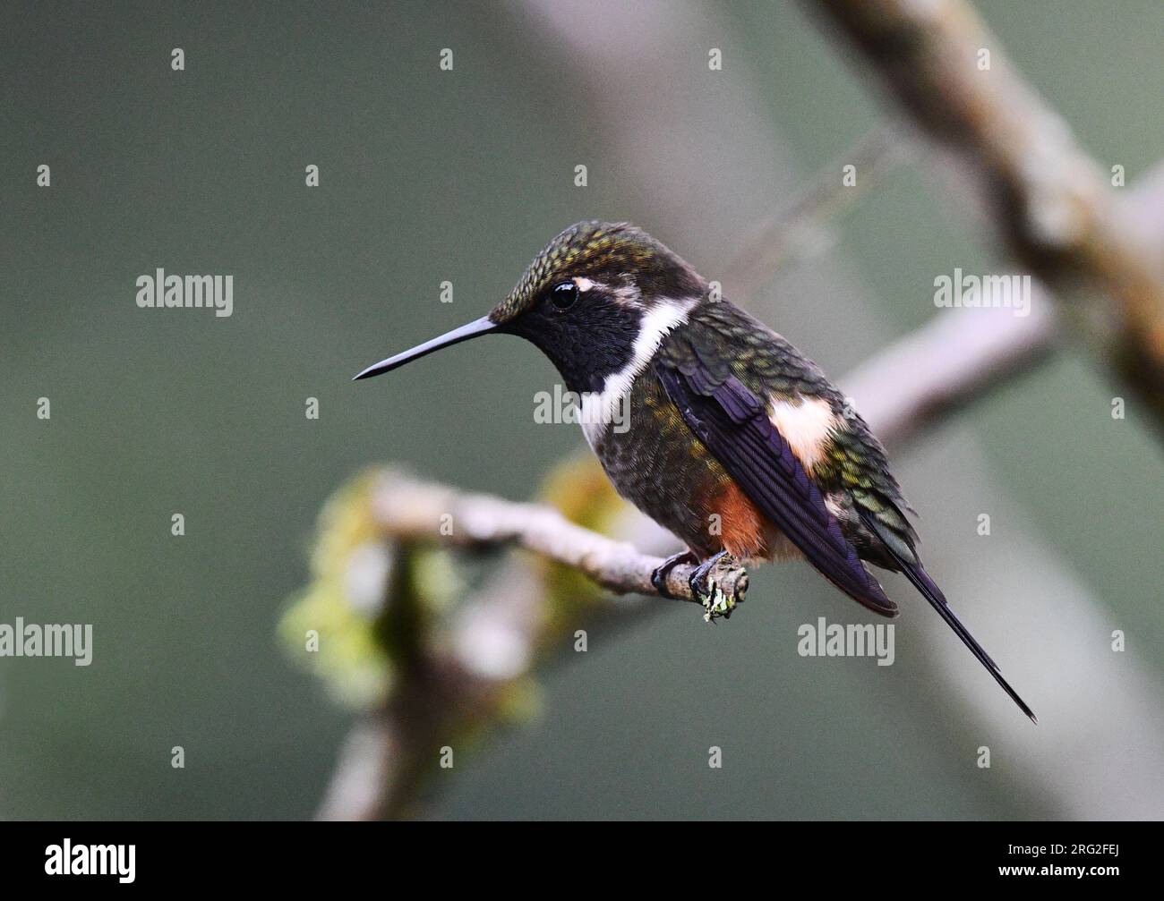 Woodstar dalla gola viola maschile (Calliphlox mitchellii) presso la riserva di Alambi sul versante occidentale andino dell'Ecuador. Foto Stock