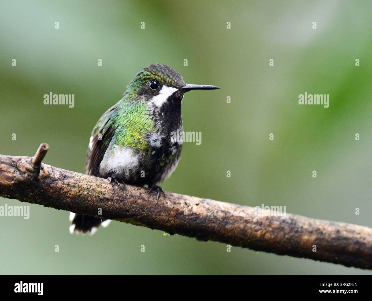 Coda di rondine verde (Discosura conversii) nella riserva di Mashpi sul versante occidentale andino dell'Ecuador. Foto Stock