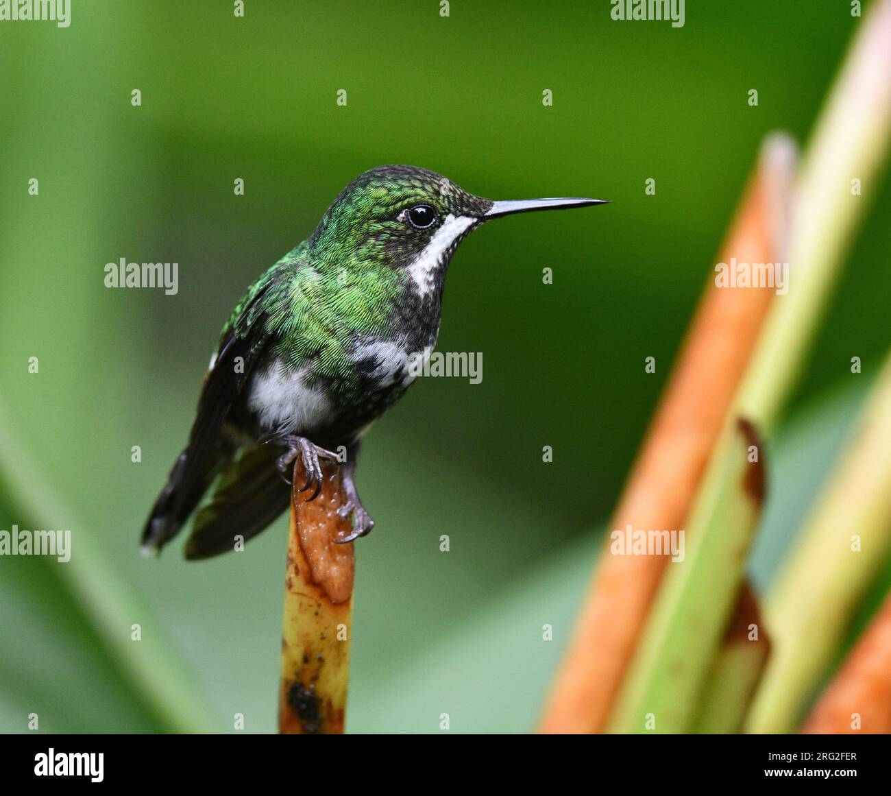 Coda di rondine verde (Discosura conversii) nella riserva di Mashpi sul versante occidentale andino dell'Ecuador. Foto Stock