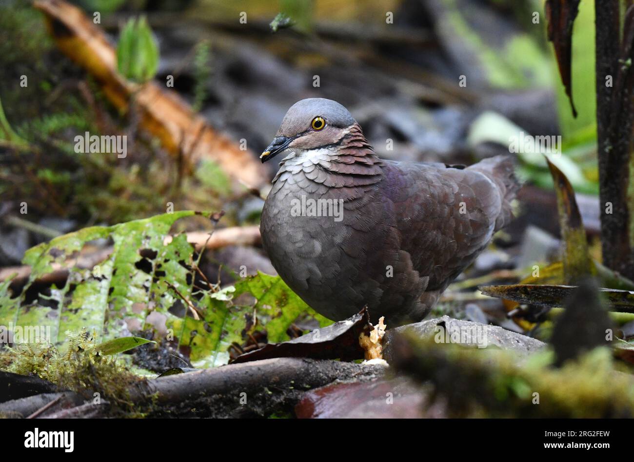 Quail-dove dalla gola bianca, Zentrygon frenata) nella foresta pluviale andina in Ecuador. Foto Stock