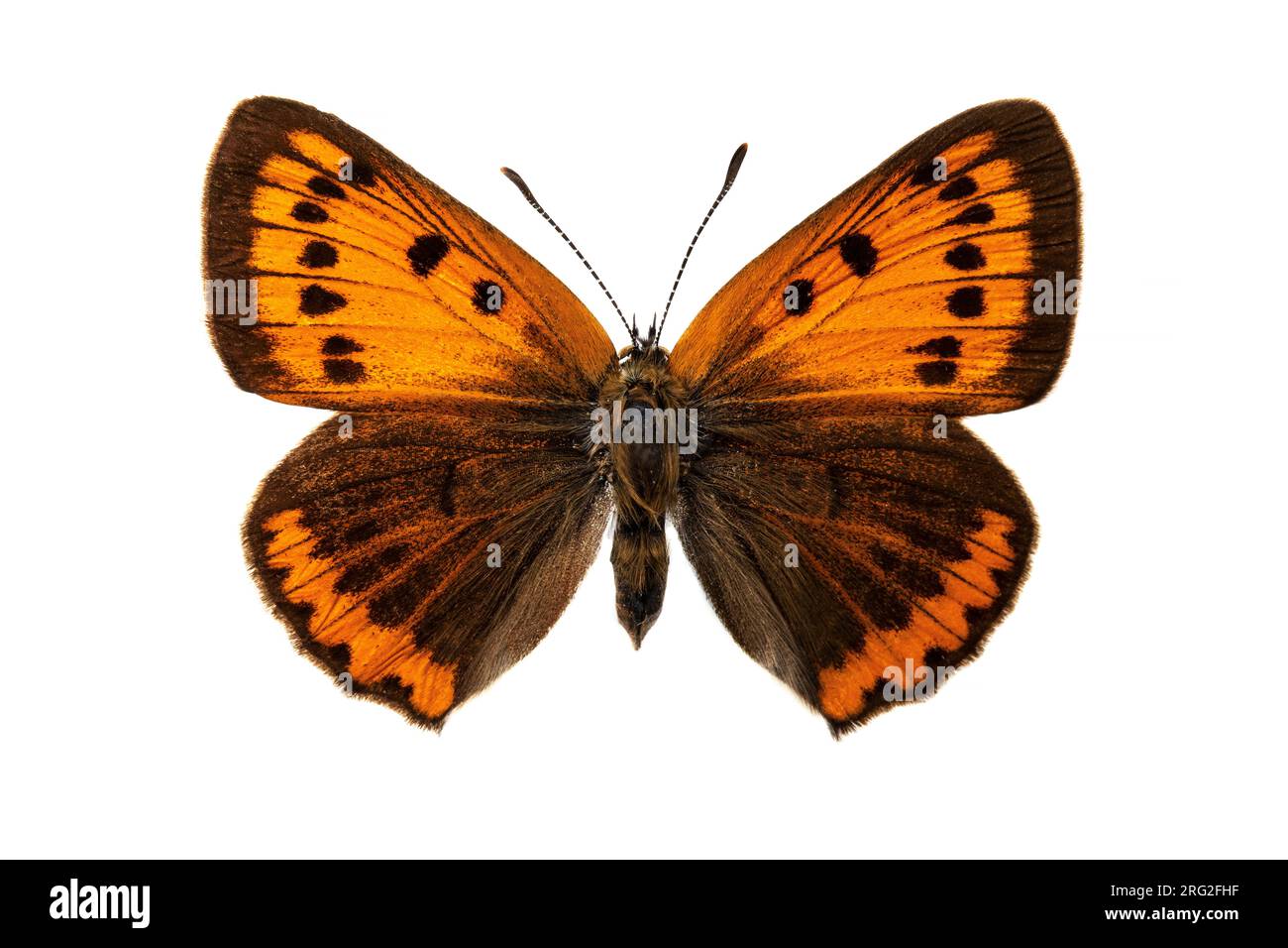 Grote vuurvlinder, Large Copper, Lycaena dispar batava Foto Stock