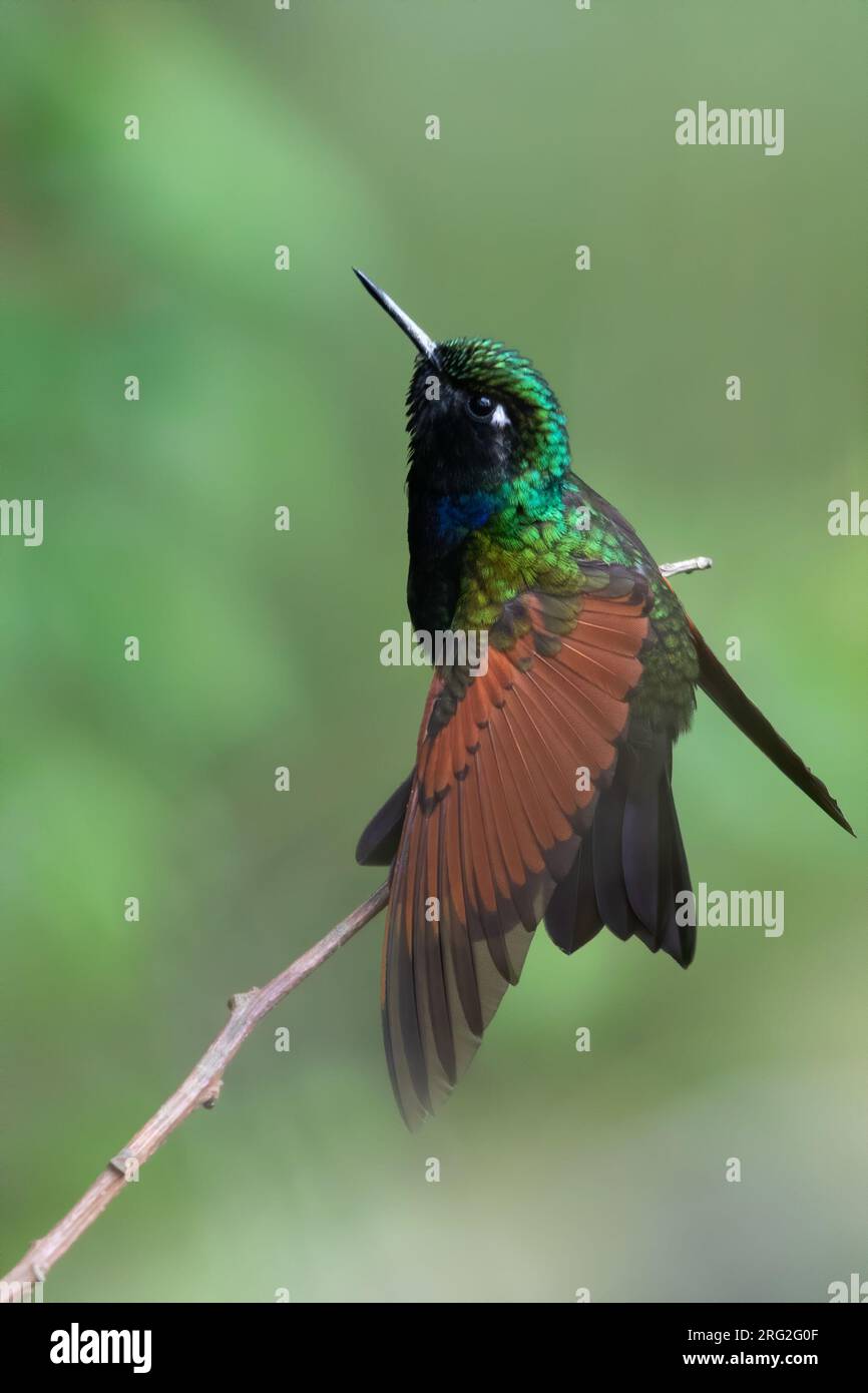 Colibrì dalla gola di granato (Lamprolaima rhami) arroccato su un ramo di una foresta pluviale in Guatemala. Foto Stock