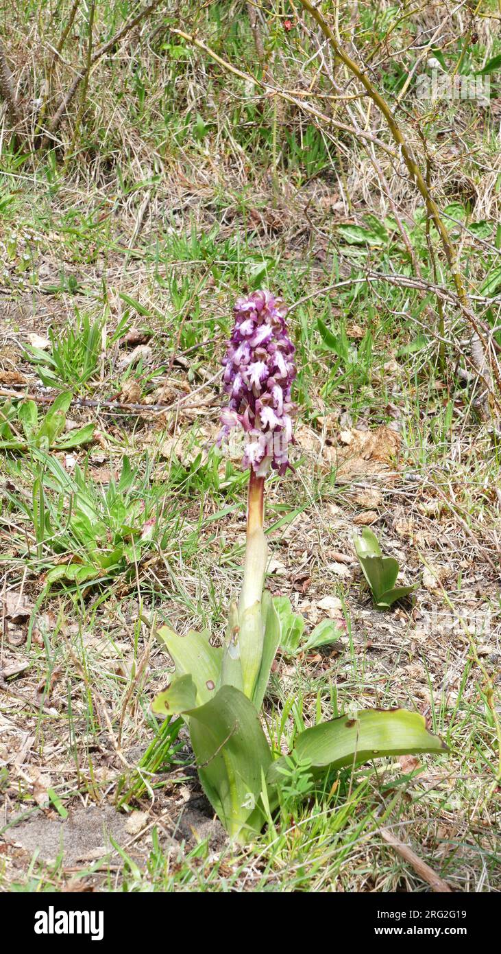Il gigante di Robert Orchid (Himantoglossum robertianum) fiorisce nelle dune olandesi di Noordwijk, Paesi Bassi. Foto Stock