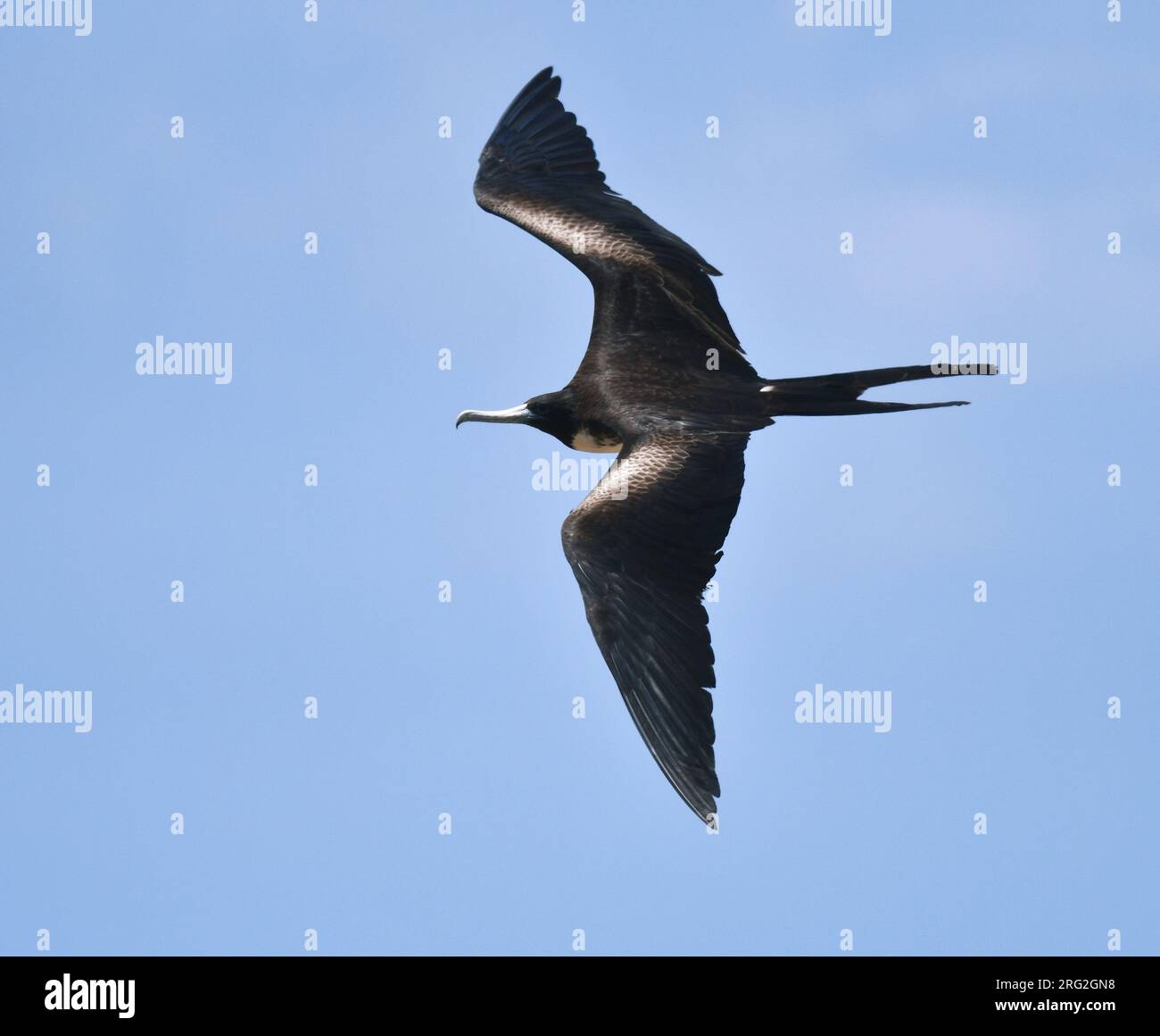 Magnifica Frigatebird (Fregata magnificens) in volo sulle isole Galapagos. Foto Stock