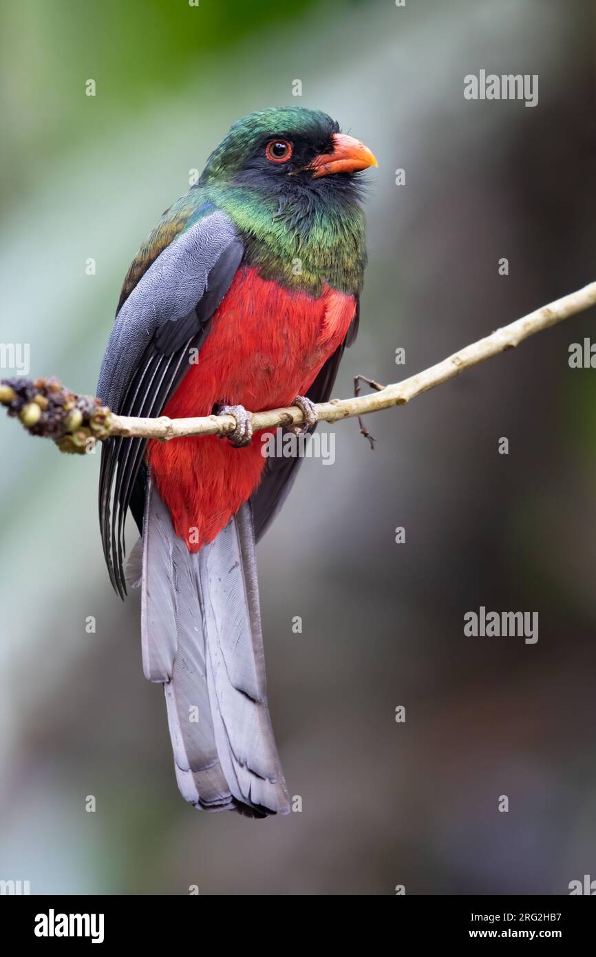 Trogon (Trogon massena) dalla coda slatata arroccato su un ramo di una foresta pluviale tropicale di pianura in Guatemala. Foto Stock