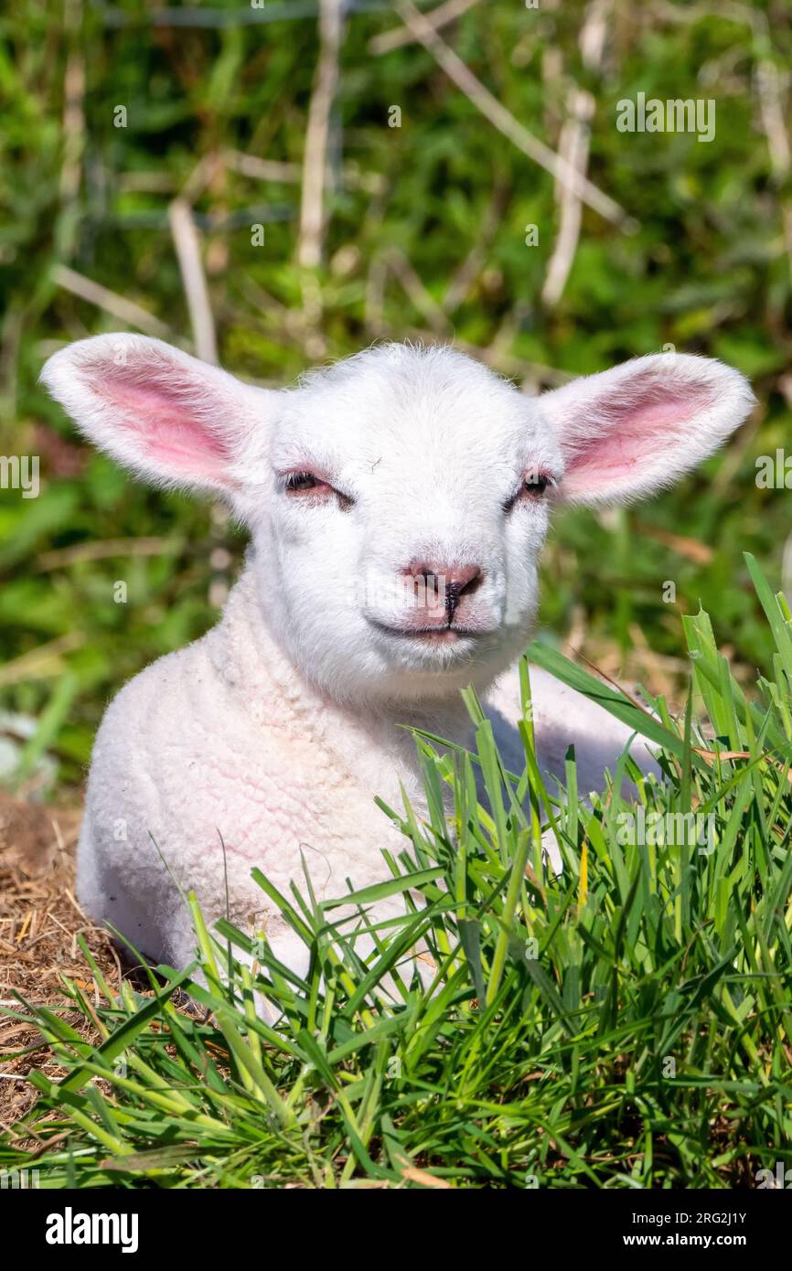 Pecore; Ovis Orientalis Aries. Agnello piccolo nel campo, godendosi il bel tempo. Formato verticale. Foto Stock