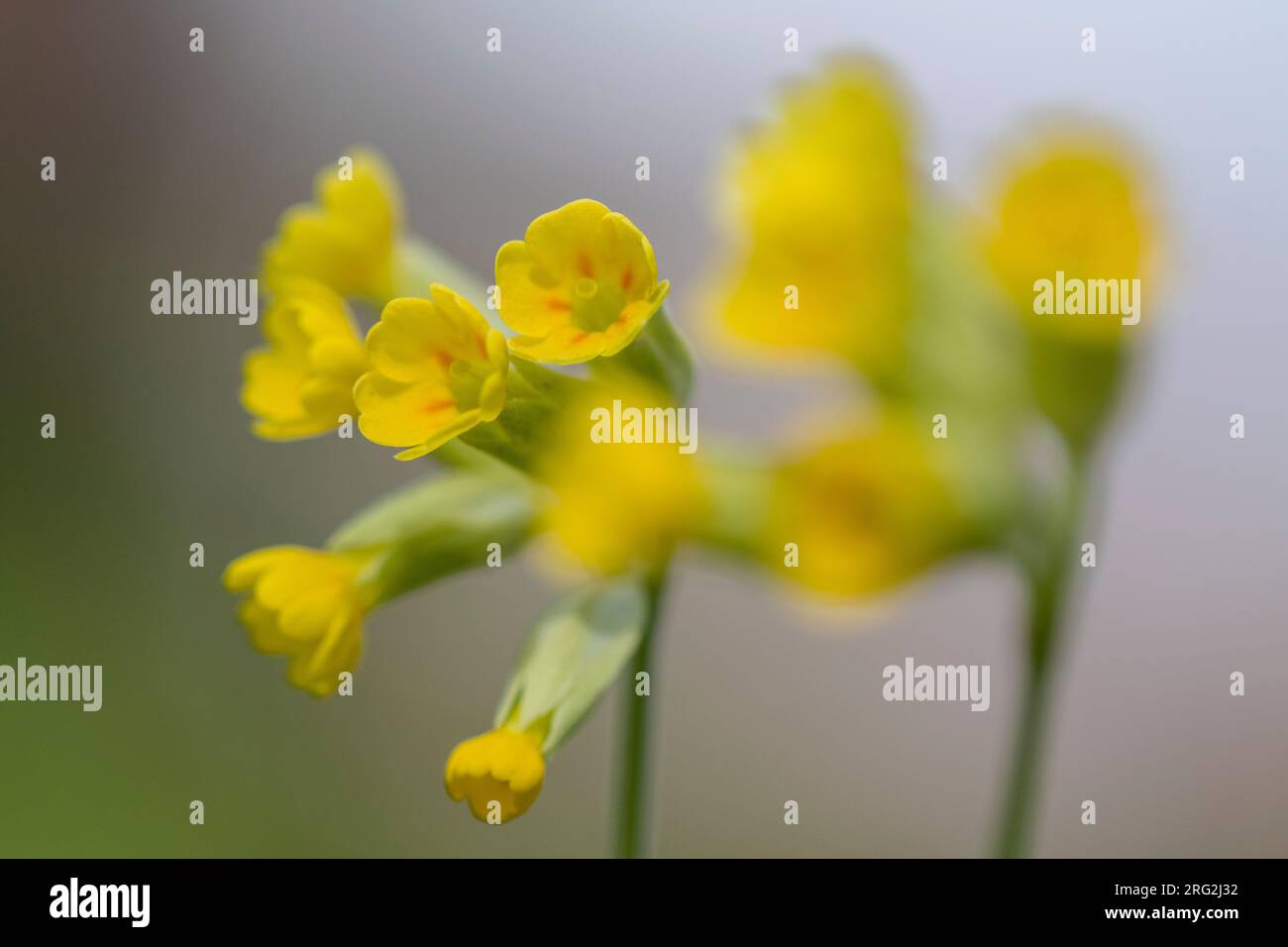 Cowslip, Primula veris Foto Stock