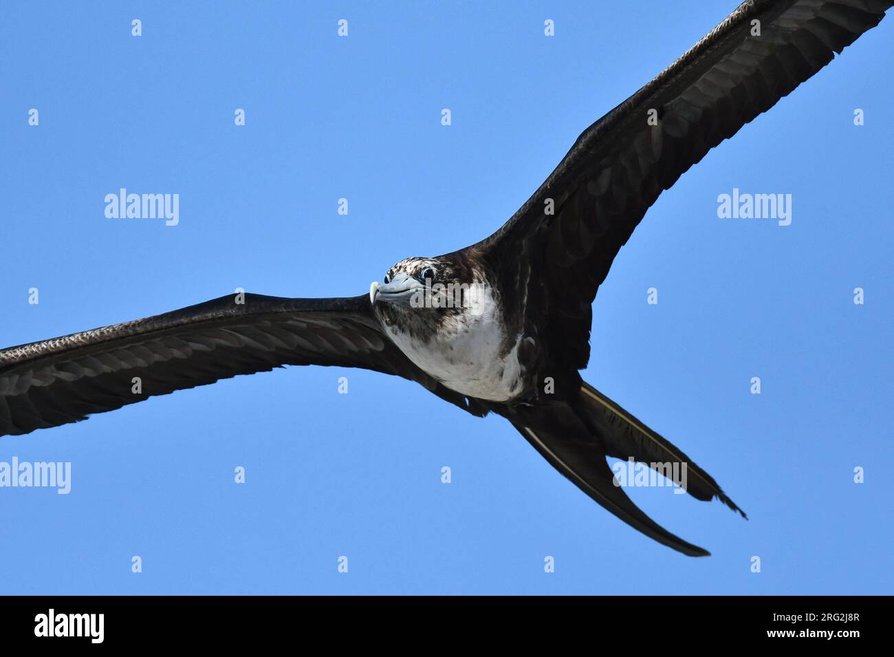 Magnifica Frigatebird (Fregata magnificens) in volo sulle isole Galapagos. Foto Stock