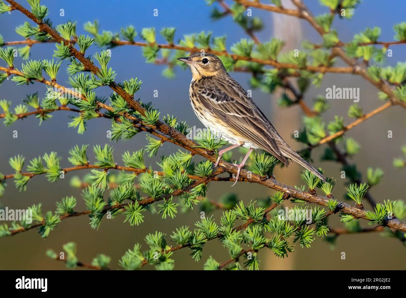 Adult Tree Pipit (Anthus trivialis) seduto su una filiale a Logbiermé/Wanne, Liegi, Belgio. Foto Stock