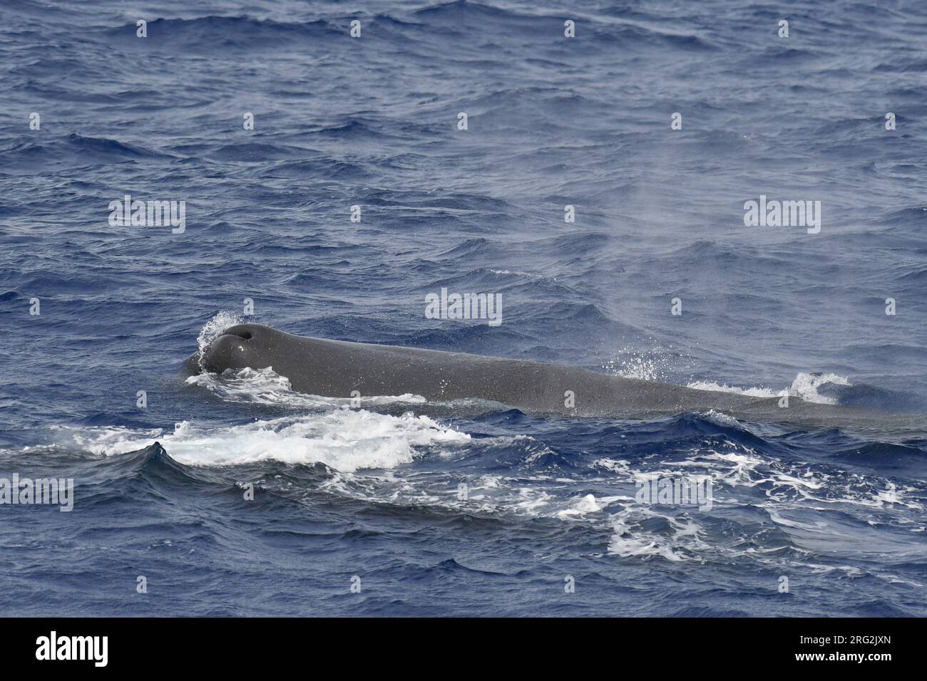 Balena spermatozelandese (Physeter macrocephalus) che nuota nelle acque al largo dell’isola di Sant’Elena nell’oceano Atlantico centrale. Foto Stock