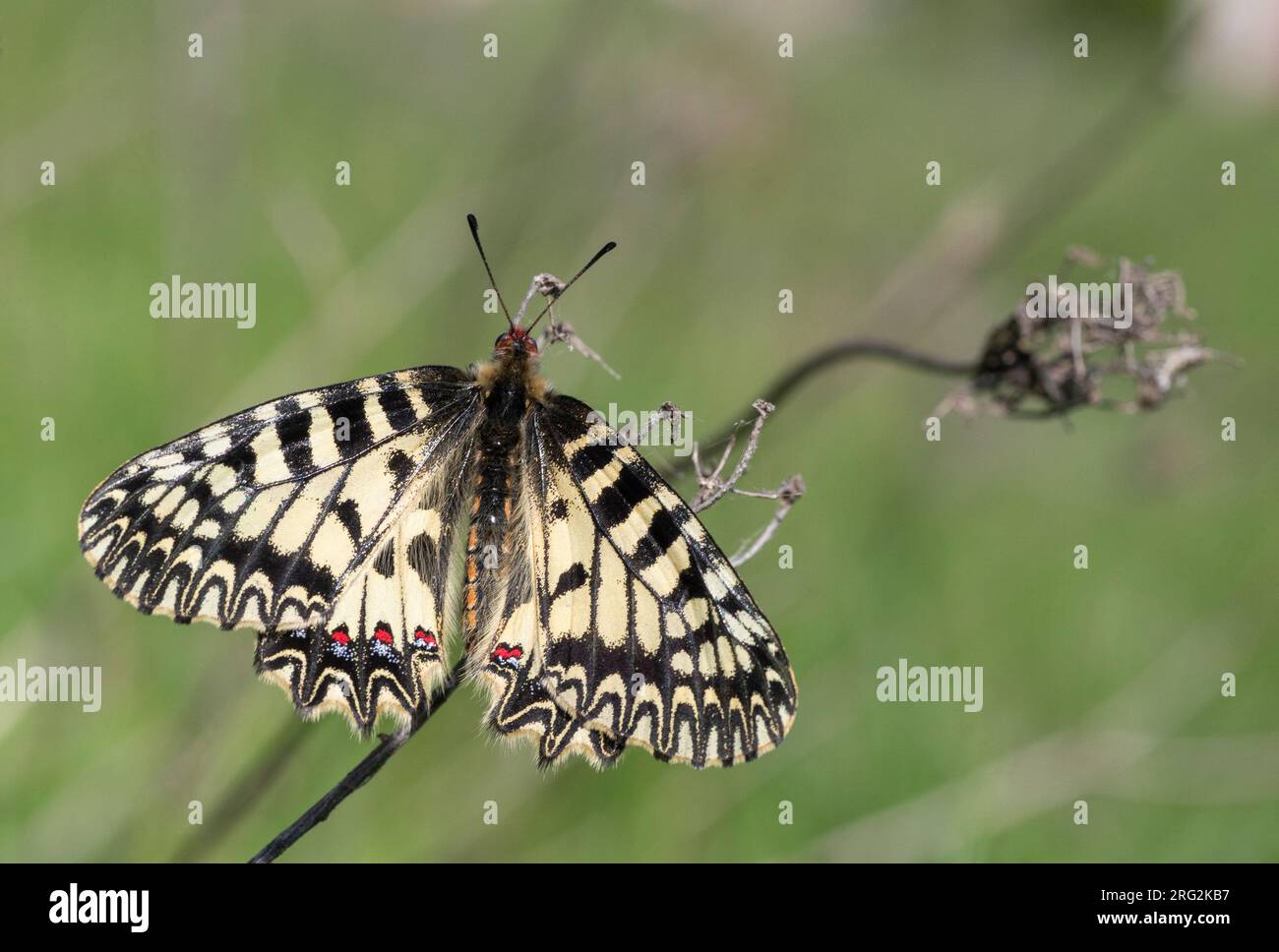 Uno splendido Festoon meridionale (Zerynthia polyxena) in Bulgaria. Foto Stock