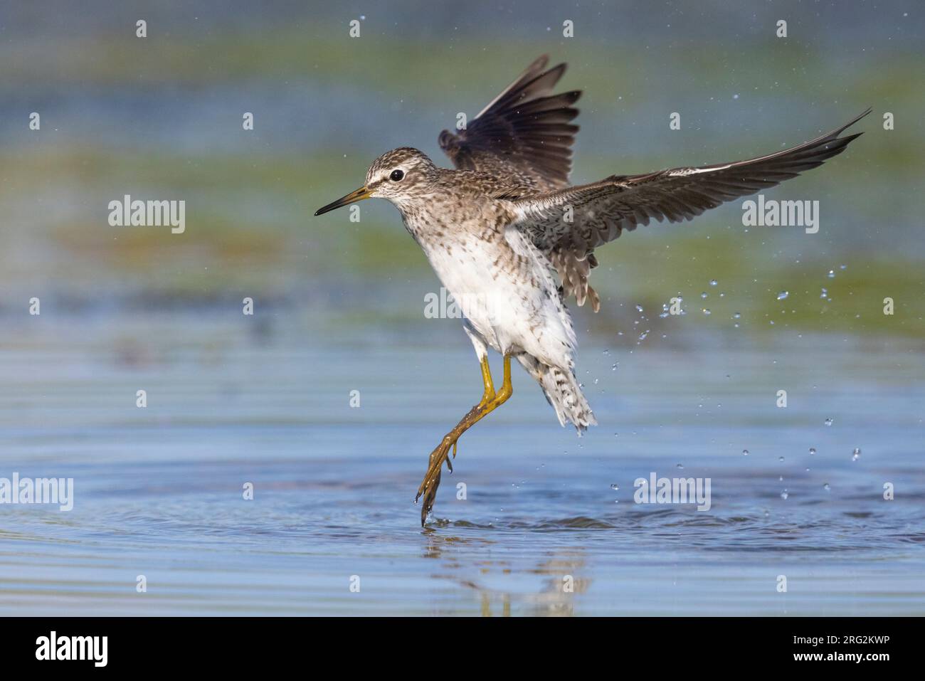 Sandpiper di legno (Tringa glareola), vista laterale di un adulto in volo, Campania, Italia Foto Stock