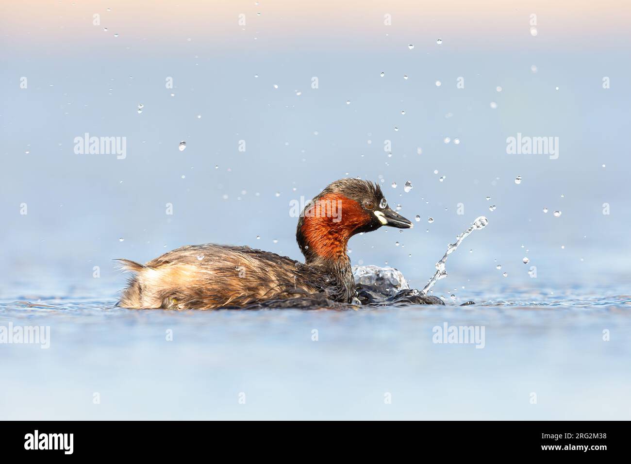 Piccola Grebe adulto in piumaggio estivo Foto Stock