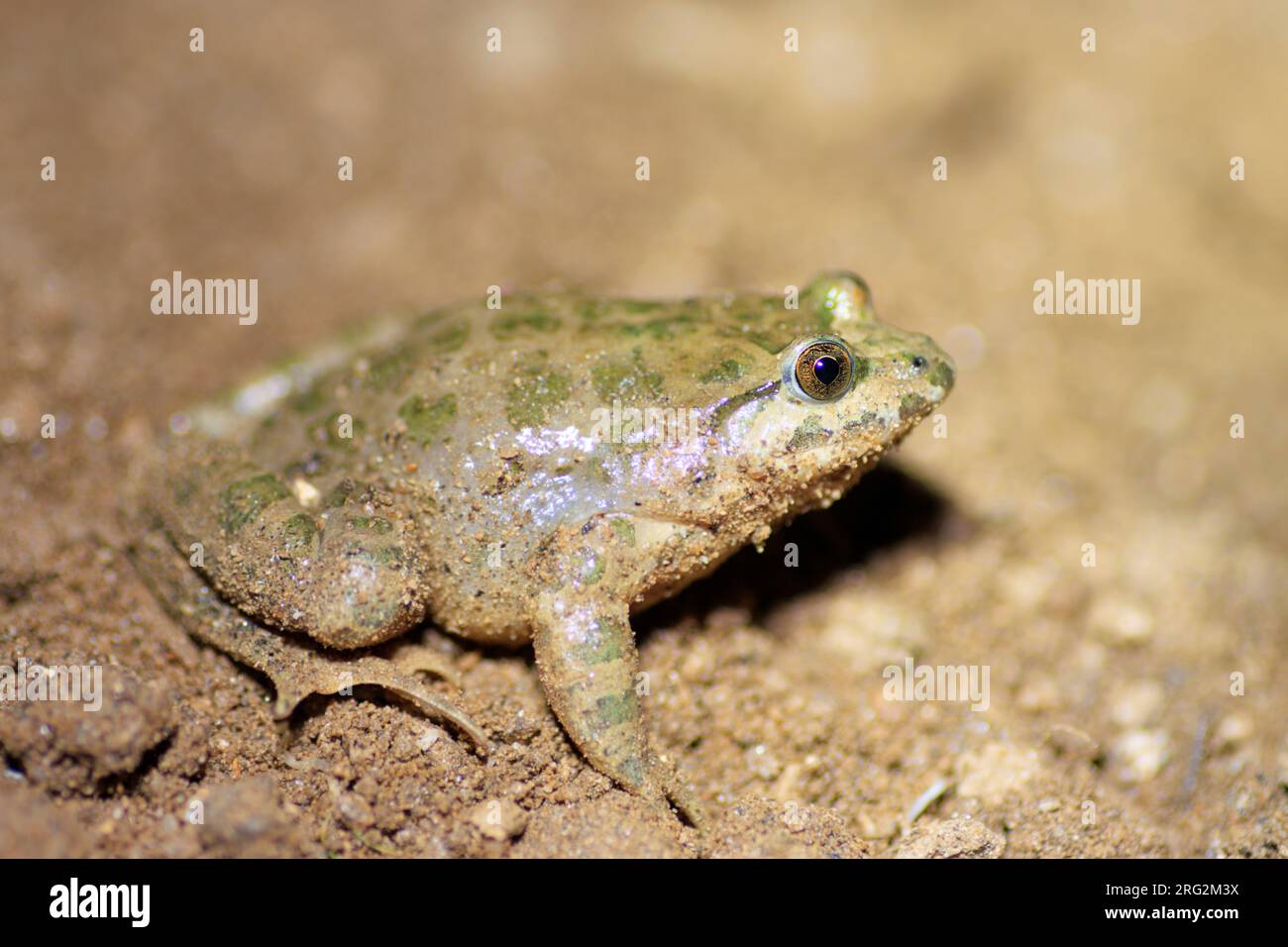 Painted Frog (Discoglossus pictus) preso il 25/04/2022 a Ramatuelle- Francia. Foto Stock