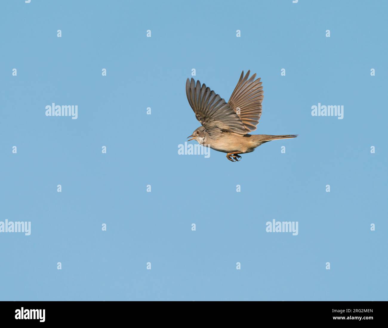 Cantare e mostrare un maschio adulto Common Whitethroat (Sylvia communis) nel volo delle canzoni, mostrare il volo nel cielo blu Foto Stock