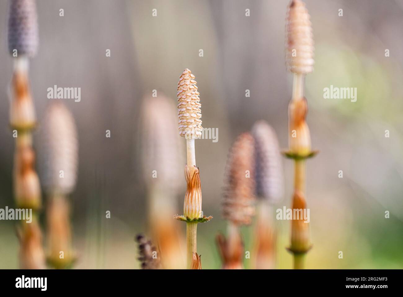 Bospaardenstaart, Wood Horsetail, Equisetum sylvaticum Foto Stock