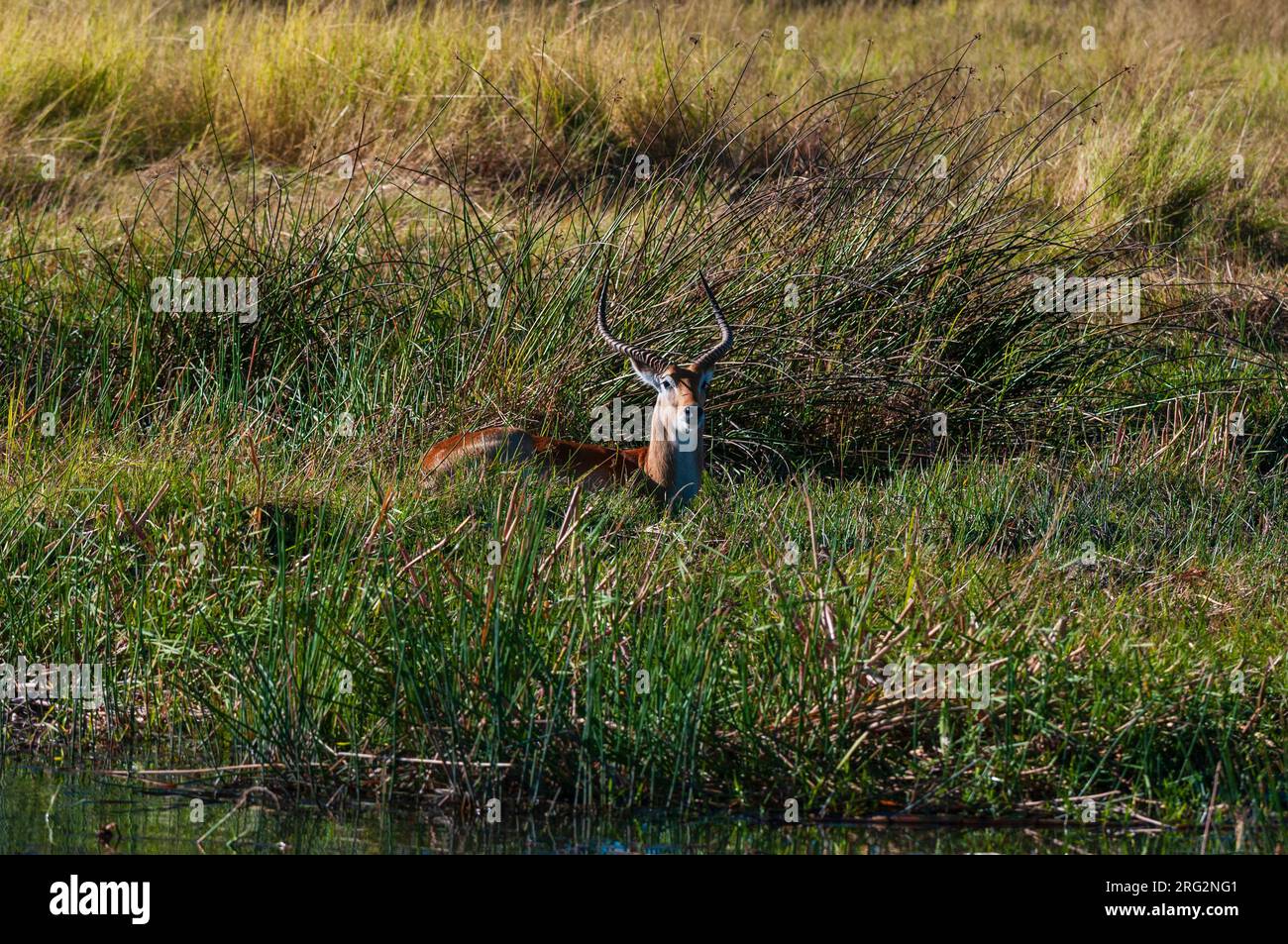 Un waterbuck rosso di lechwe, Kobus leche, in erba alta. Zona di concessione di Khwai, Delta di Okavango, Botswana. Foto Stock