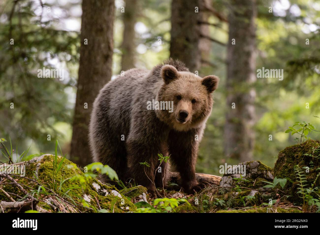 Un orso marrone europeo, Ursus arctos, in piedi e guardando la fotocamera. Foresta di Notranjska, Carniola interna, Slovenia Foto Stock