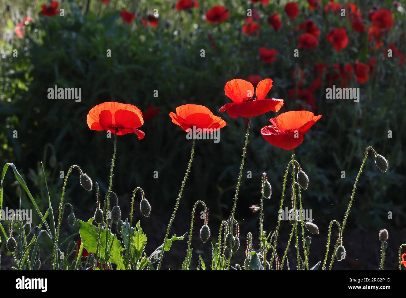 papaveri papaveri latini con la luce alle spalle in Italia fiore commemorativo per morti di guerra e veterani 11 novembre, giorno dell'Anzac 25 aprile D-Day VE VJ Foto Stock
