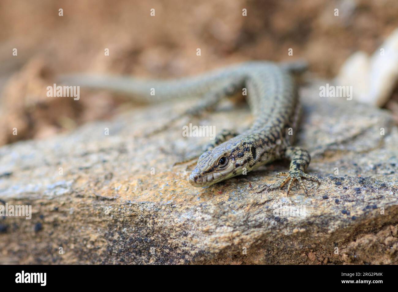 Catalonian Wall Lizard (Podarcis liolepis cebennensis) preso il 24/05/2022 a Cevennes, Francia. Foto Stock