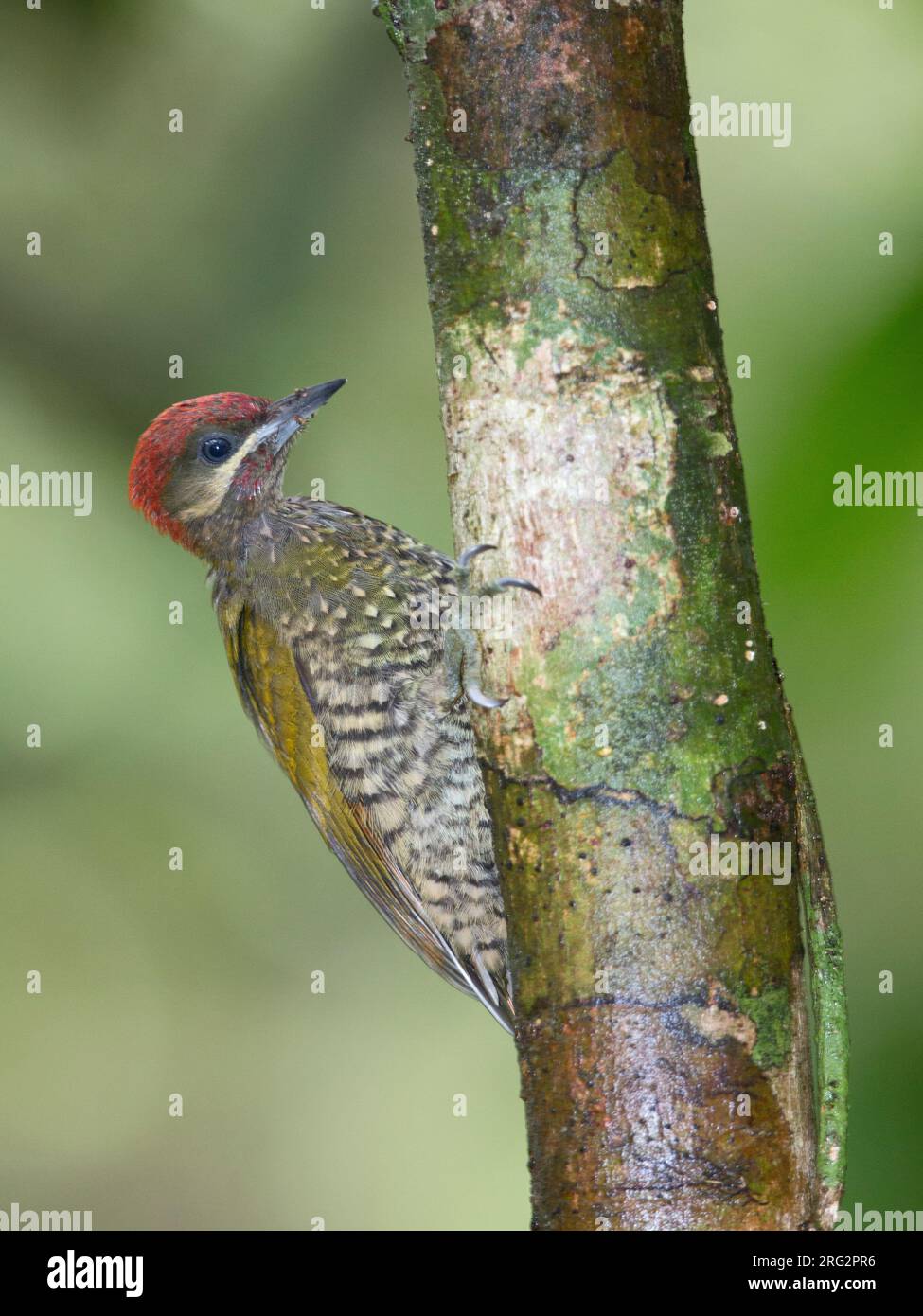 Picchio a strisce (Piculus callopterus) al Parco Nazionale Darien, Panama. Foto Stock
