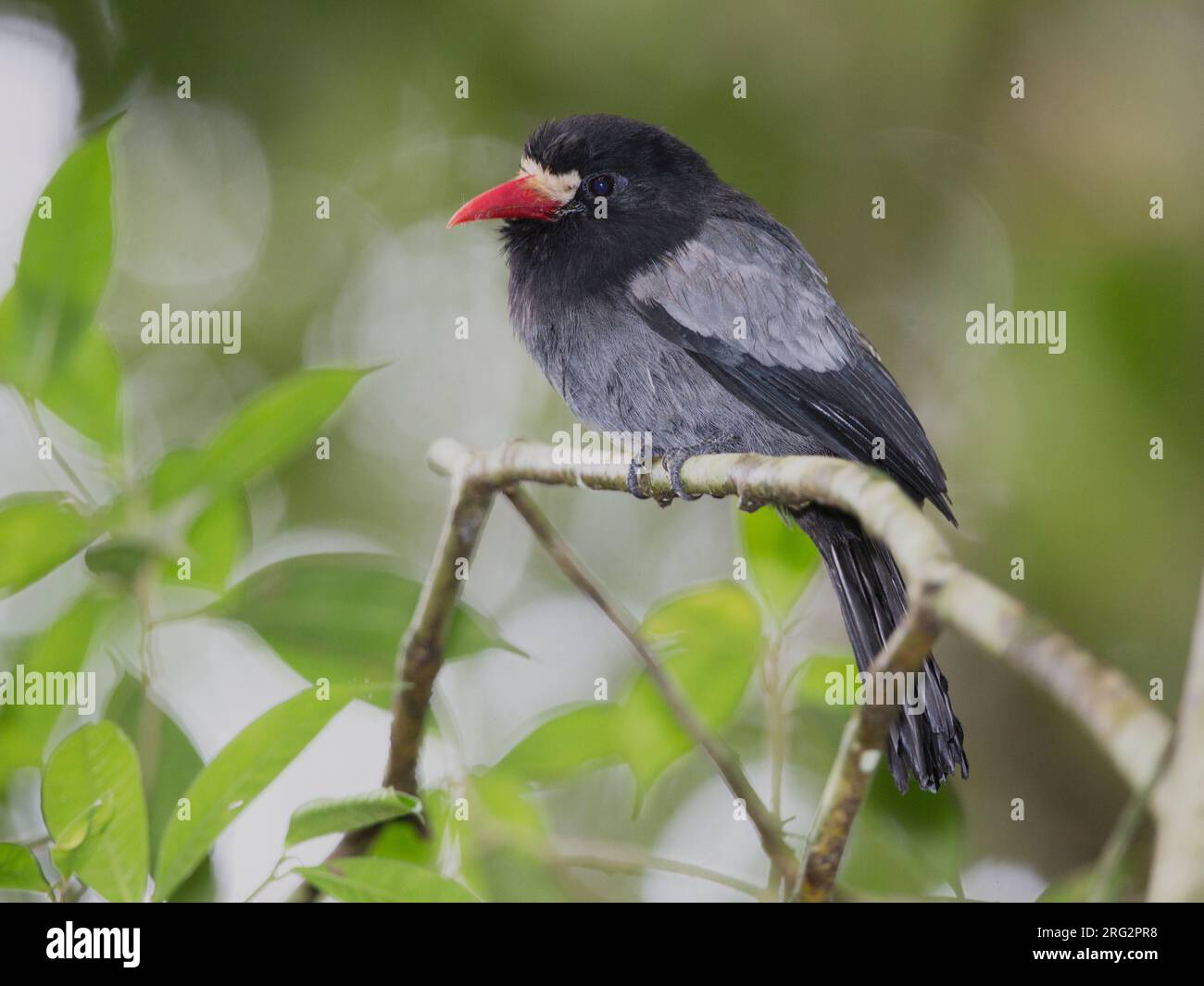 Nunbird dalla facciata bianca (Monasa morphoeus pallescens) al Parco Nazionale di Darien, Panama. Foto Stock