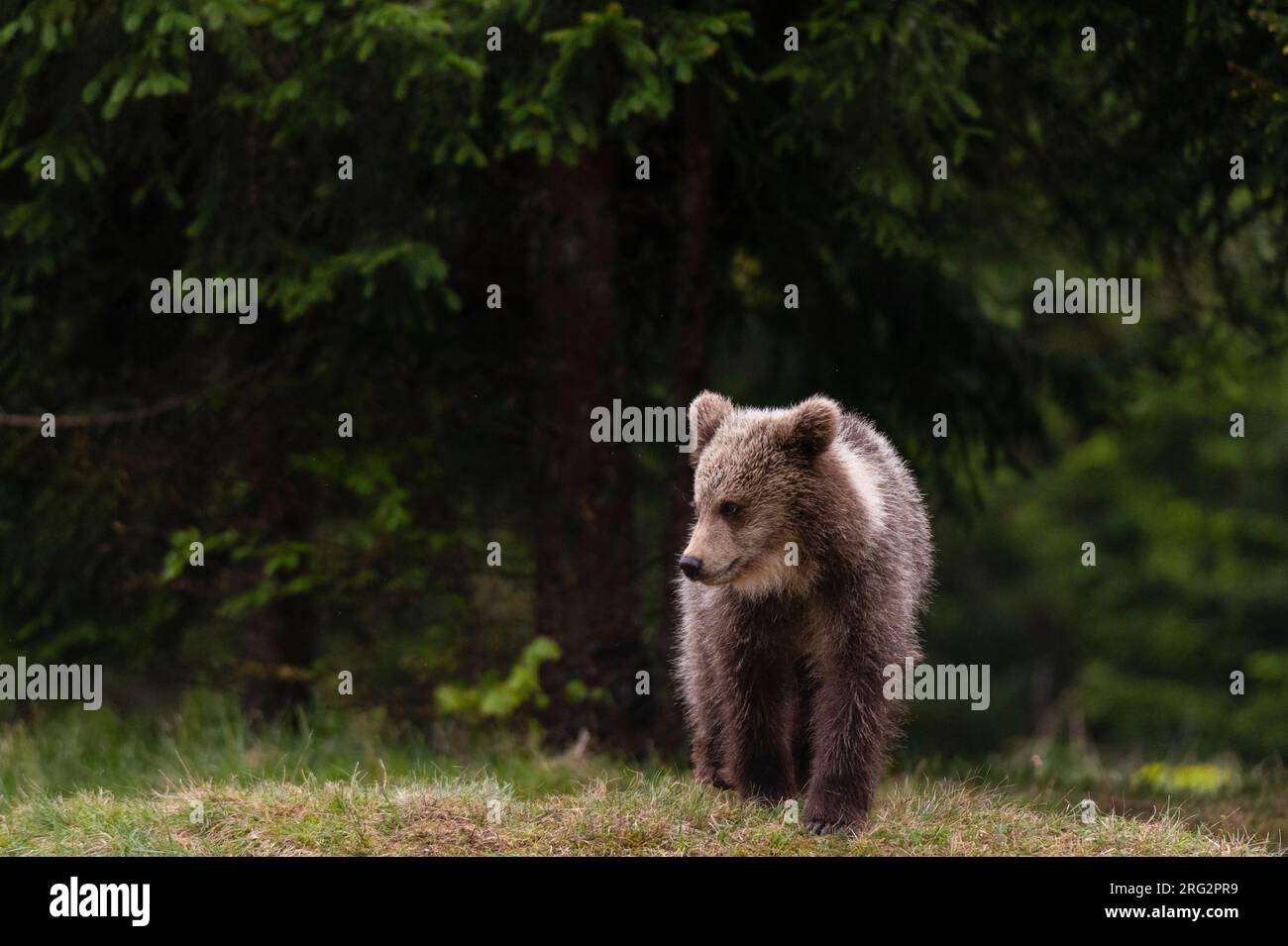 Un giovane orso bruno europeo, Ursus arctos, a piedi. Novanjska, Slovenia Foto Stock
