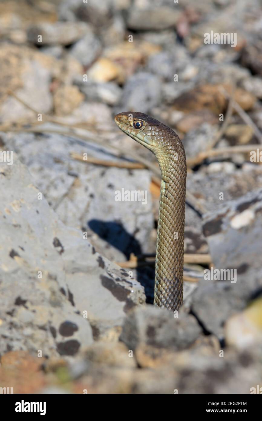 WESTERN Montpellier Snake (Malpolon monspessulanus) ha preso il 09/05/2020 ad Avignone-Francia. Foto Stock