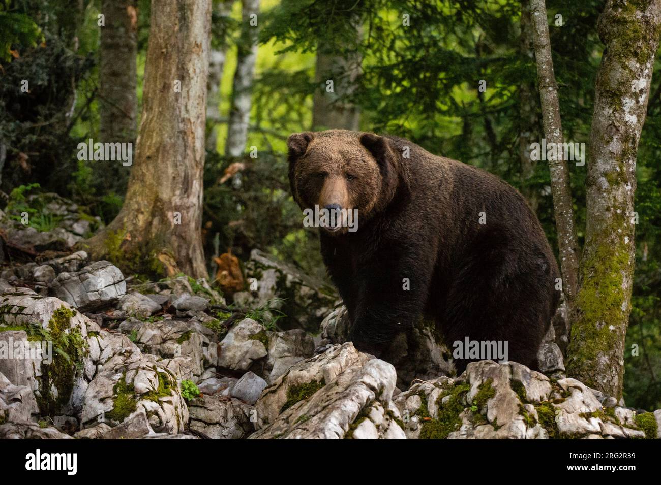 Un orso marrone europeo, Ursus arctos, in piedi e guardando la fotocamera. Novanjska, Slovenia Foto Stock