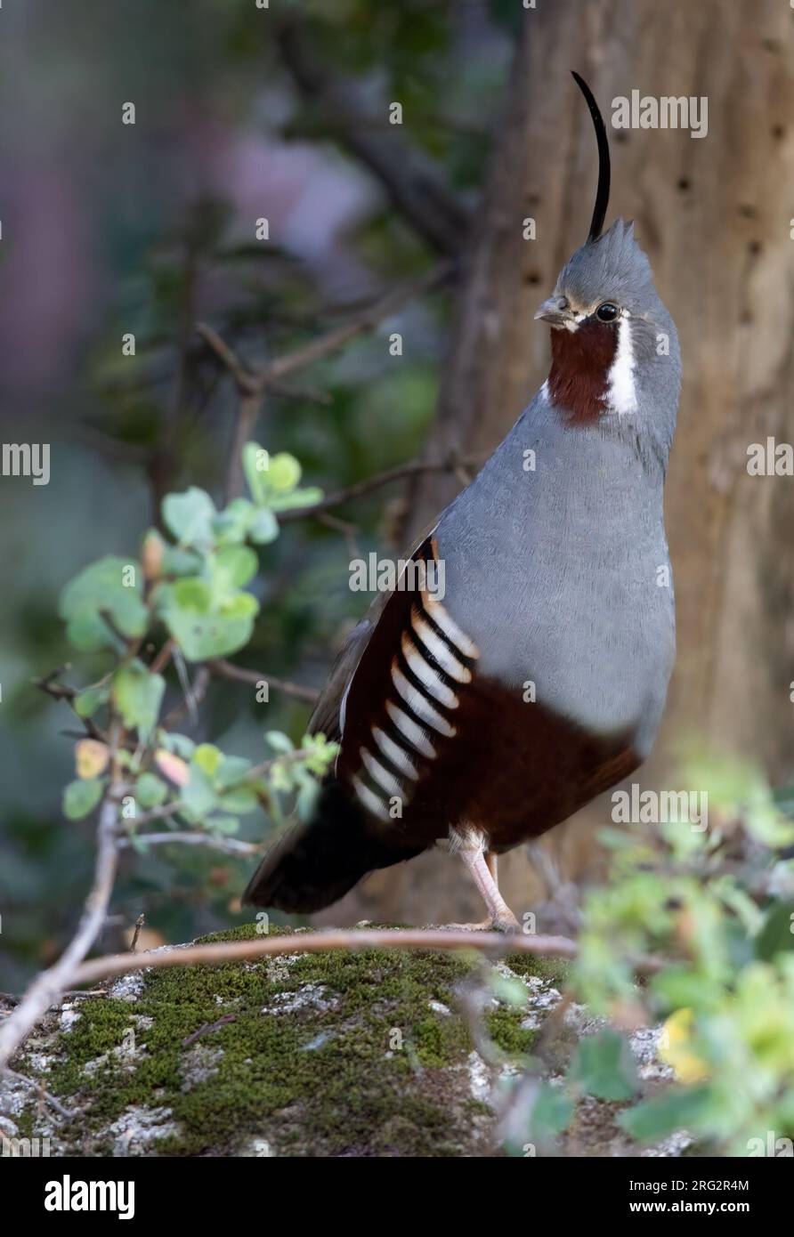 Quaglia di montagna (Oreortyx pictus) in Nord America. Foto Stock