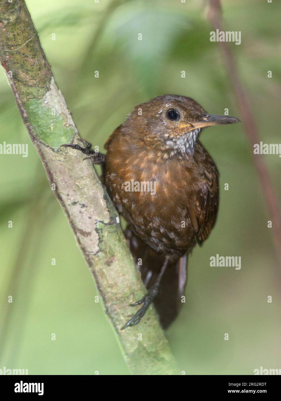 Leaftosser dalla gola squamosa (Sclerurus guatemalensis salvini) nel Parco Nazionale di Darien, Panama. Foto Stock