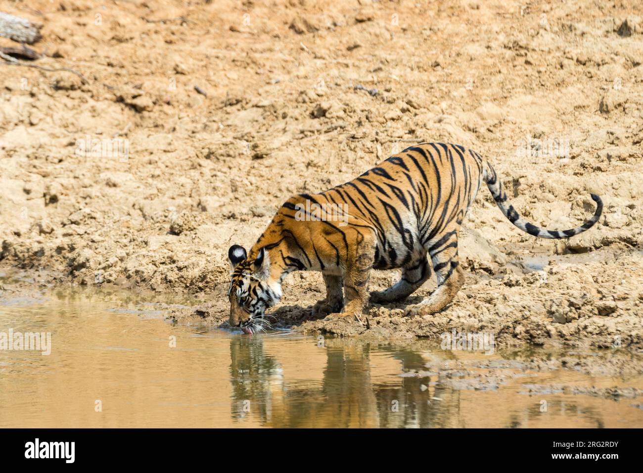 Tigre di Bengala, tigre di Panthera tigris, acqua potabile dal waterhole in India Bandhavgarh National Park. Madhya Pradesh, India. Foto Stock