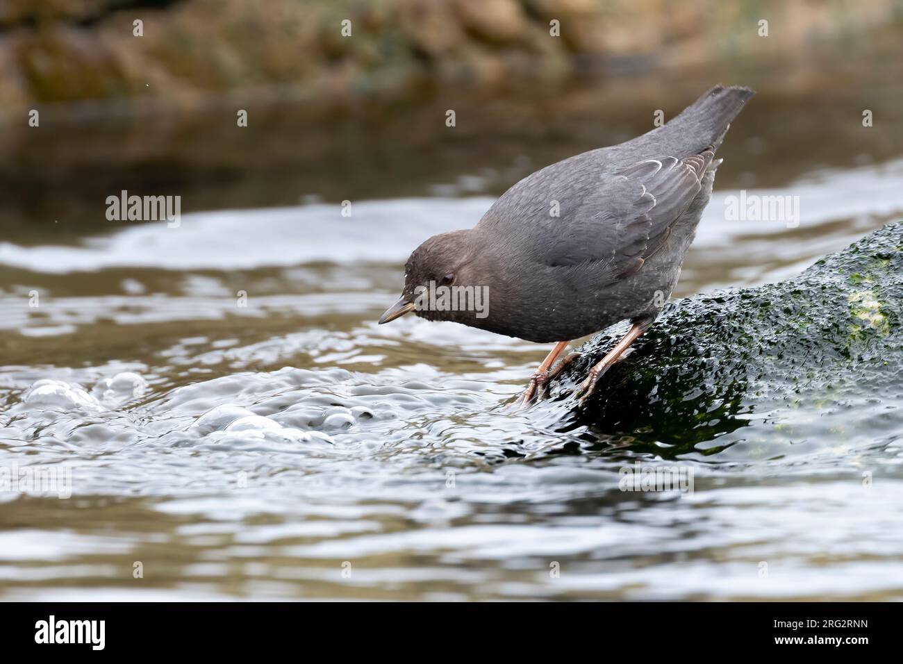 Un Dipper americano è pronto a colpire per la sua preda su una roccia vicino alla costa della Sunhsine Coast nella Colombia britannica, Canada Foto Stock